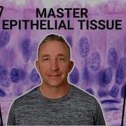 FULL LECTURE Epithelial Tissue Functions Characteristics Layers Histology