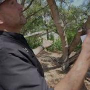 Tree Risk Assessment