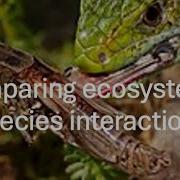 Comparing Ecosystems Species Interactions