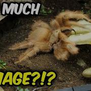 Tarantula BITE VS Ballistic HAND Experiment