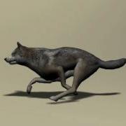 Wolf Running 3ds Max Animation
