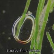 Photosynthesis Under The Microscope