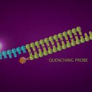 Anapa Biotech MeltPlex Multiplex PCR