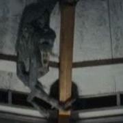 Primeval Future Predator