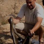 Python Sebae Aouinet Tenbouckit Assaba Mauritania