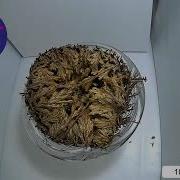 Rose Of Jericho Timelapse 4 Days Into 2 Min