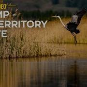 SWAMP The Territory Of Life Amazing Wild Life Of Swamps And Marshes Original Nature Sounds