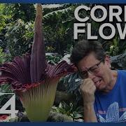 The Flower That Smells Like A Rotting Corpse