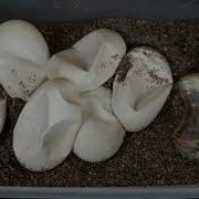 What Did We Hit Panda Pied Clutch 3 Ball Python
