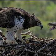 Snake In The Nest A Mother Eagle S Fight To Save Her Chicks