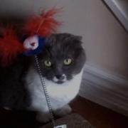 Munchie The Scottish Fold Munchkin With Her New Toy