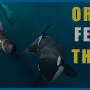 Why Do Pilot Whales TERRIFY Orca