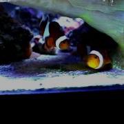 Ocellaris Clownfish Spawning