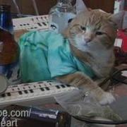 Keyboard Cat Lets Fame Go To His Head