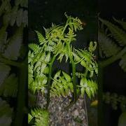 Trying To Grow Fiddlehead Fern In A Pot Nature
