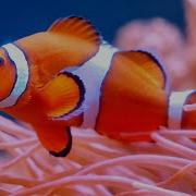 2 HOURS Of Stunning Clownfish Coral Reefs Colorful Sea Life Ocean Fish Relaxing Aquarium Music