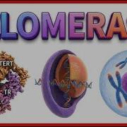 Telomerase Function Animation