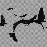 Flock Of Birds Angry Flying 3D Animation Loop