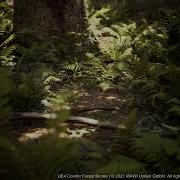 MAWI Conifer Forest Biome CineTest
