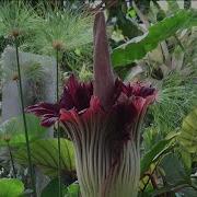 What S That Smell Rare Corpse Flower Blooms At San Diego Botanic Garden