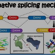 Alternative Splicing Mechanism And Its Regulation
