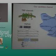 Novel Mechanisms And Potential Treatment Strategies In Glaucoma ARCHIVE
