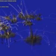 PopcornFX Sample Blast