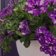 2015 Spring Trials Selecta