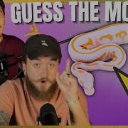 GUESS THE MORPH Ball Python Challenge