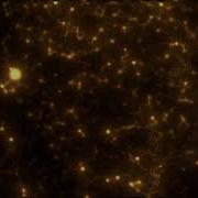 Animated Golden Plexus Particles Background Video