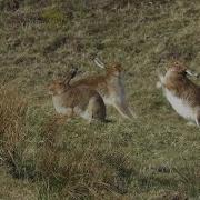 Mad March Hares On Rathlin Island