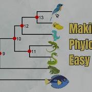 How To Read A Phylogenetic Tree Introduction 5 Exercises