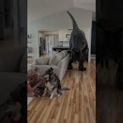 Dinosaur Escaped In The House Shorts