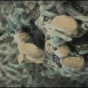 Mouth Bacteria