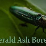 Bay 101 Emerald Ash Borer