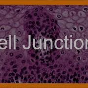 Epithelial Cell Junctions