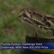 Florida Python Challenge Gets Underway With New 10 000 Prize
