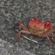 Crab Walking