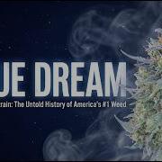 Сорт Blue Dream Нерассказанная история лучшего сорта марихуаны в Америке