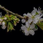 4K The Flowers Bloom Time Lapse NO COPYRIGHT VIDEO FOOTAGE 16 April 2021