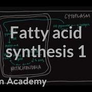 Fatty Acid Synthesis Part I