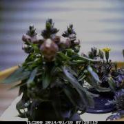 Time Lapse Of Snapdragons And Marigolds Under An LED Grow Light
