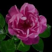 Time Lapse Of Opening Red Rose Isolated On Black Background Blooming Red Roses Flower Buds