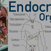 Endocrine Organs BEST Way To Learn All The Endocrine Organs And What They Do