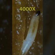 Banana Under The Microscope Shorts Microscope Banana Underamicroscope Biology Science