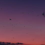 BONES RainCloudsFollowMe SLOWED TO PERFECTION Rain Clouds Follow Me