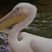 Pelican Sound