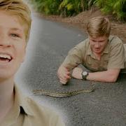 Rogue Carpet Python Found On Shuttle Track Crikey It S The Irwins Robert To The Rescue