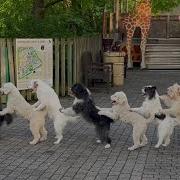 Most Dogs In A Conga Line Guinness World Records