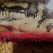 Big Coastal Carpet Python Shedding